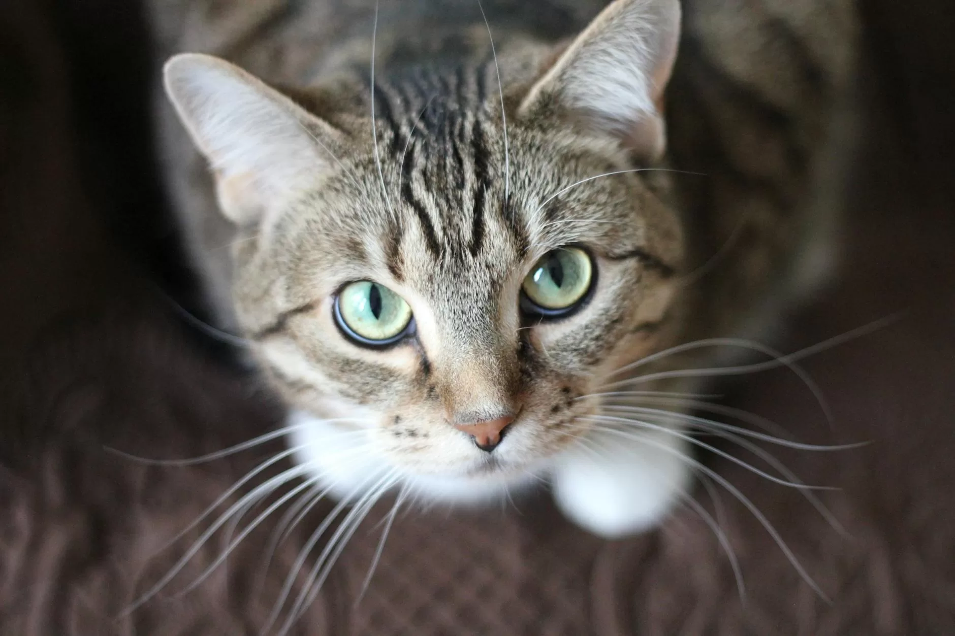 short coated gray cat